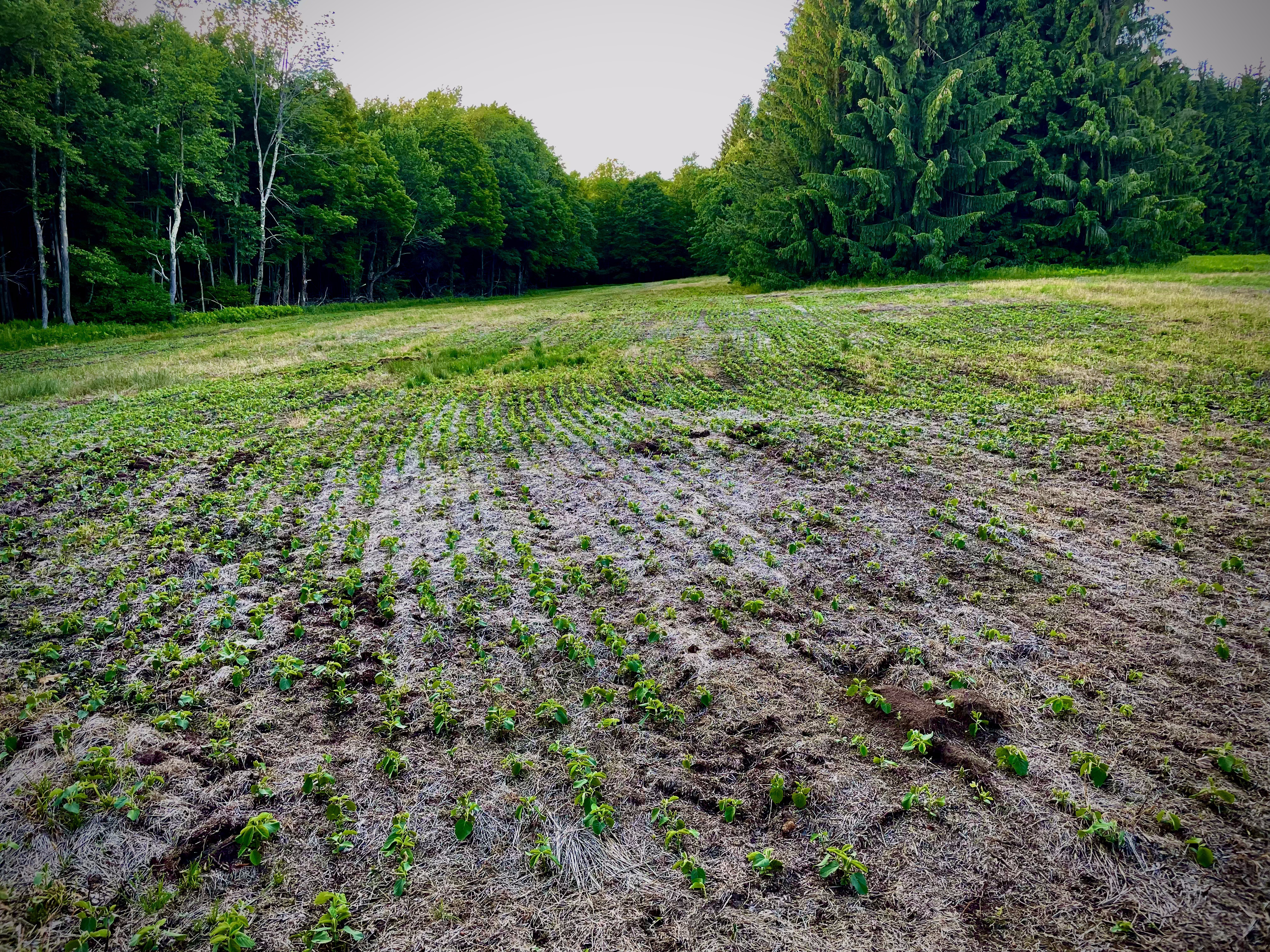 Food Plots